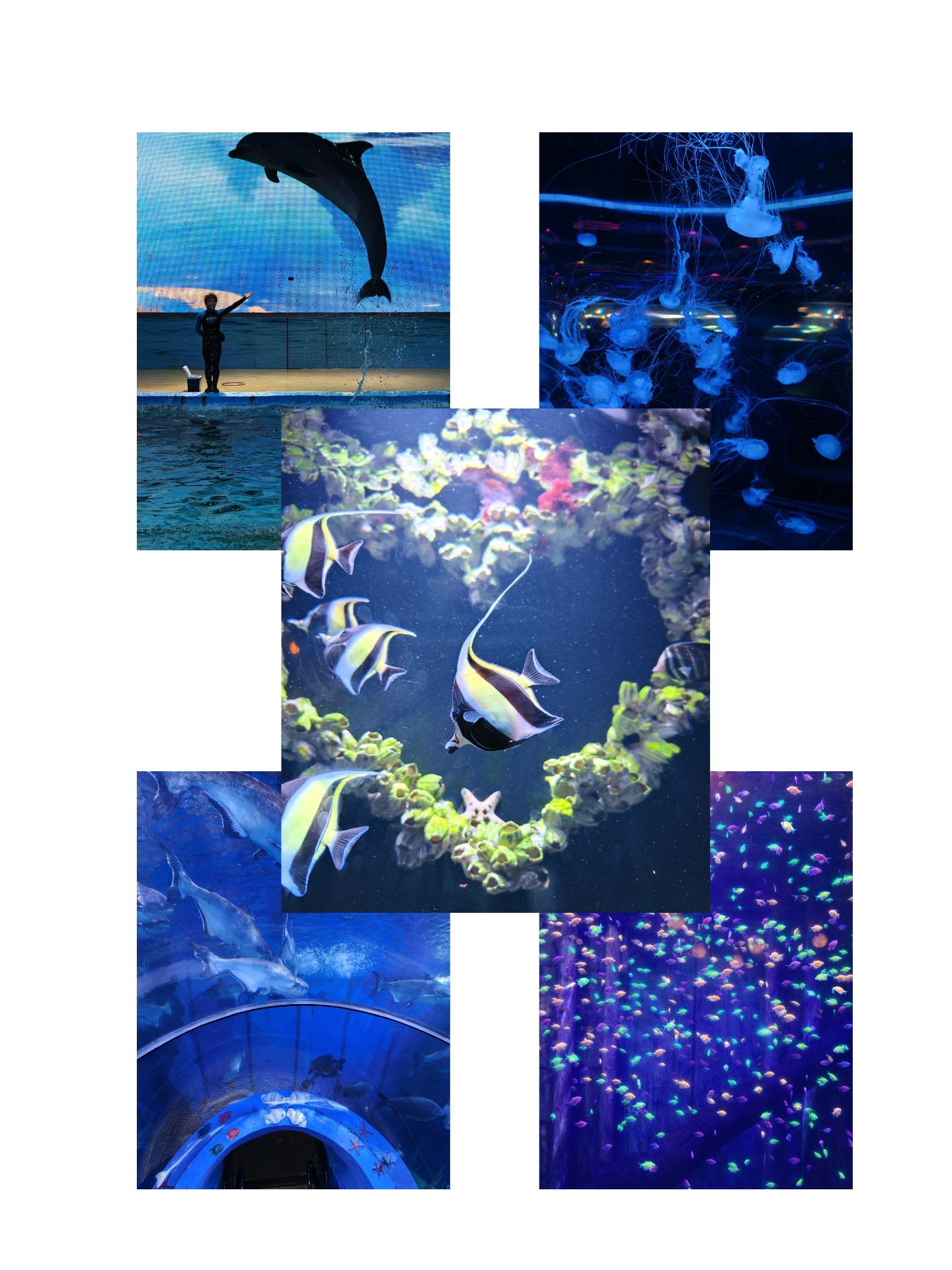 2025.8.23 第一次海洋馆